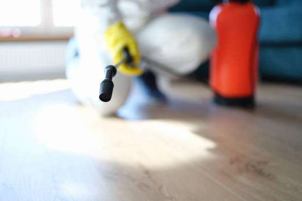 Mold Odor Removal Services in Port Charlotte, FL